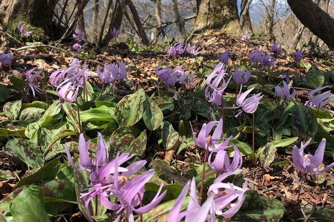 弟見山のカタクリ